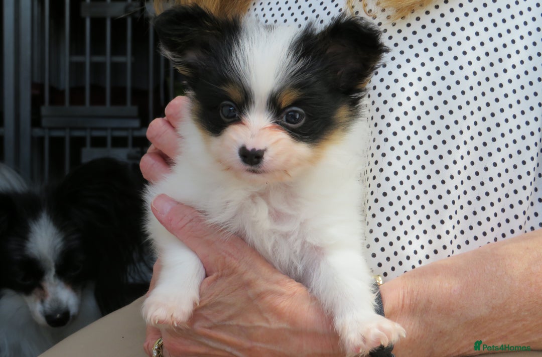 Papillon dogs for sale: 3 lovely Papillon boys  - Image 6