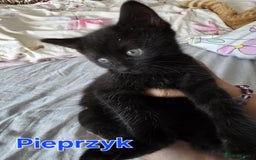Domestic Shorthair cats for sale: Cute kittens for new home - Image 18