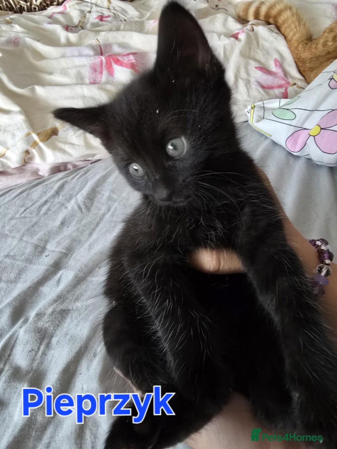 Domestic Shorthair cats for sale: Cute kittens for new home - Image 18