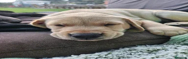 Labrador Retriever 2