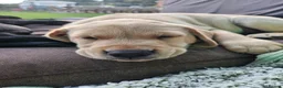 Labrador Retriever dogs for sale: Ready this Sunday 30/8- last black boy - Advert 4