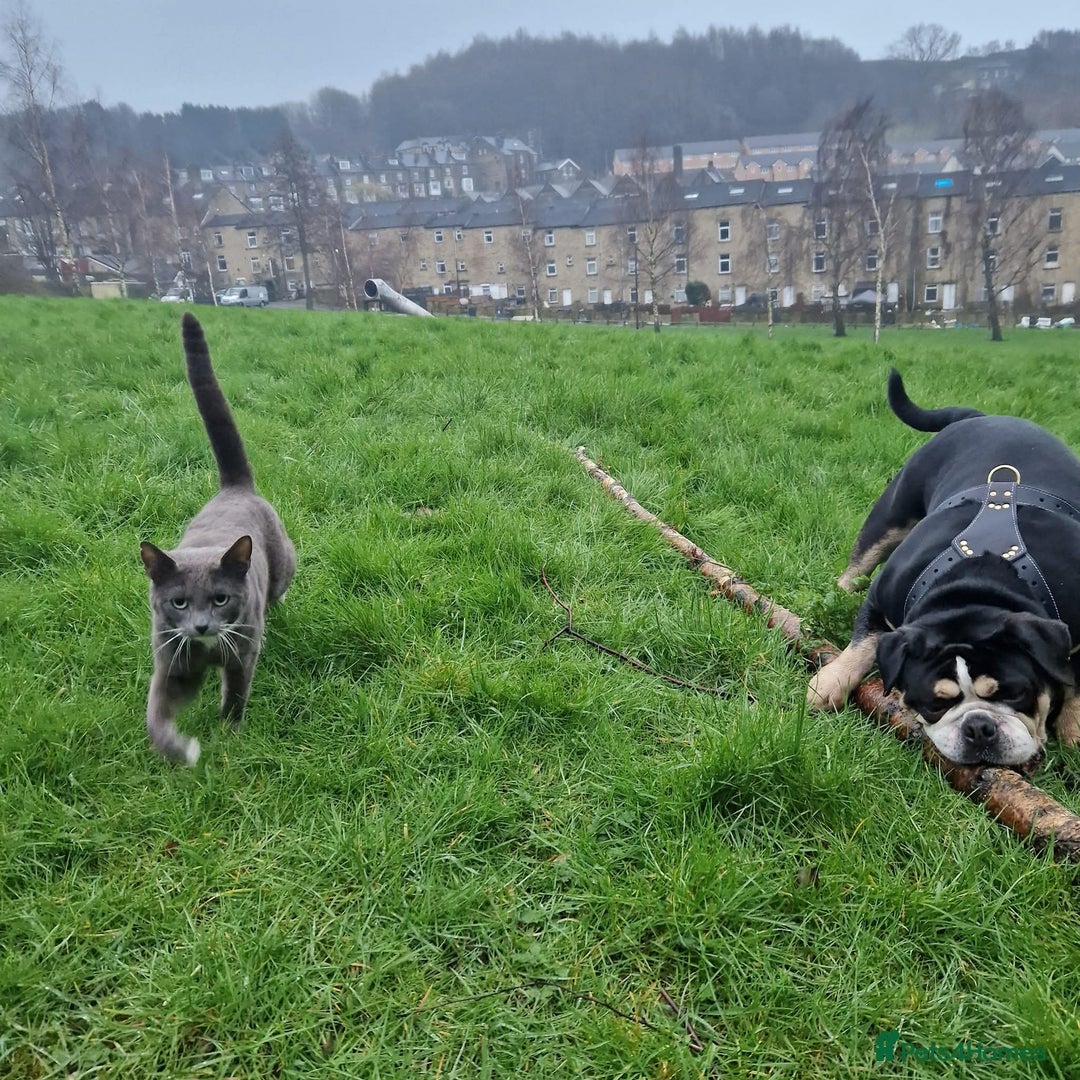 English Bulldog dogs for sale: Ernie  - Advert 4