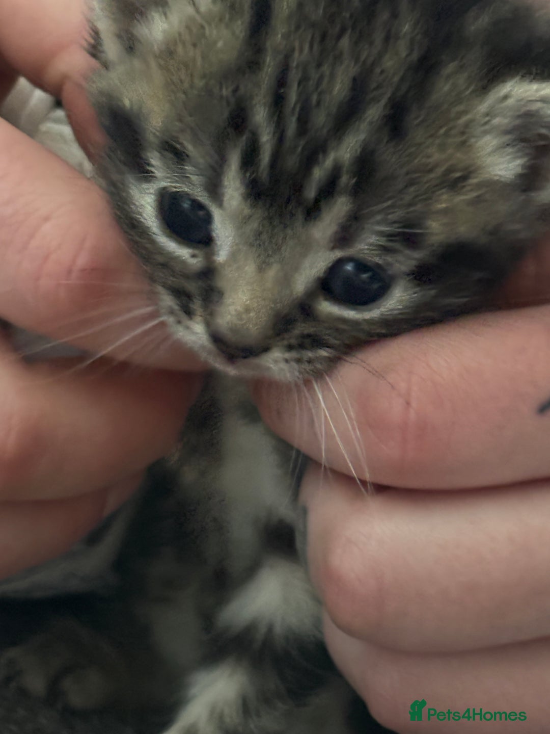 Mixed Breed cats for sale: Stunning litter of 4  - Advert 4