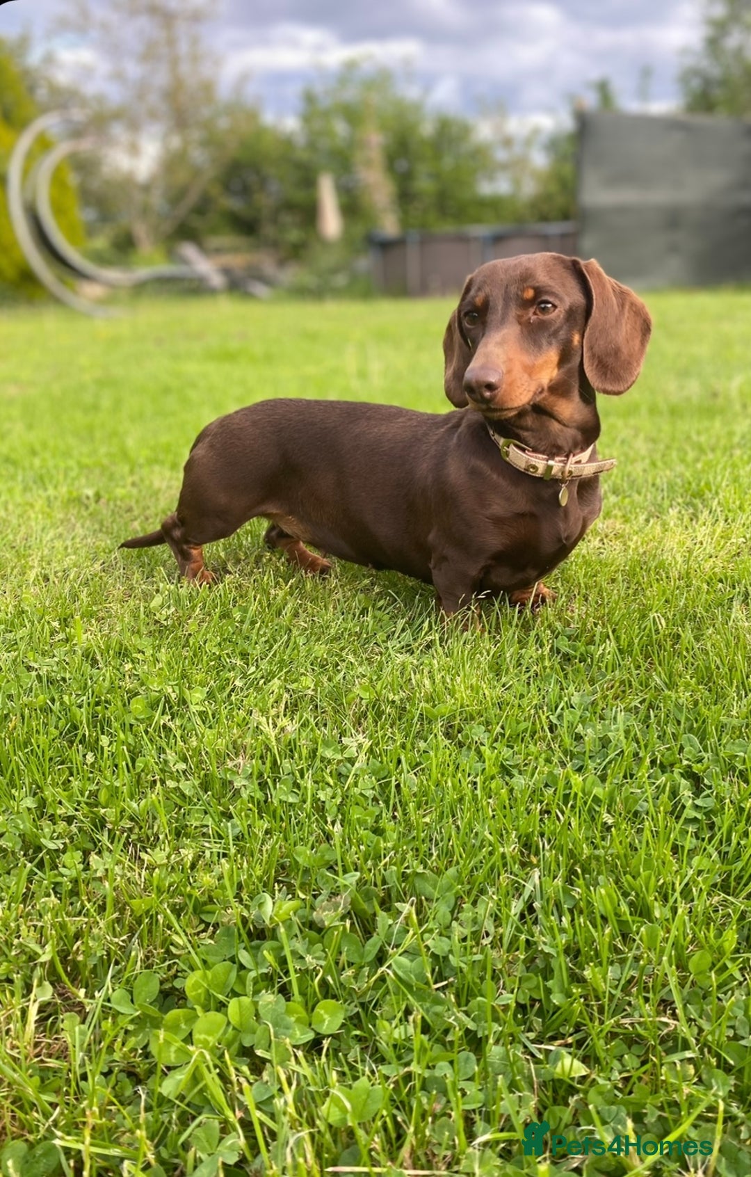 Miniature Dachshund dogs for sale: Miniature Dachshunds  - Advert 5