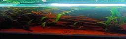 Other/Mixed Breed fish for sale: Very large fish tank with all equipment  - Advert 7