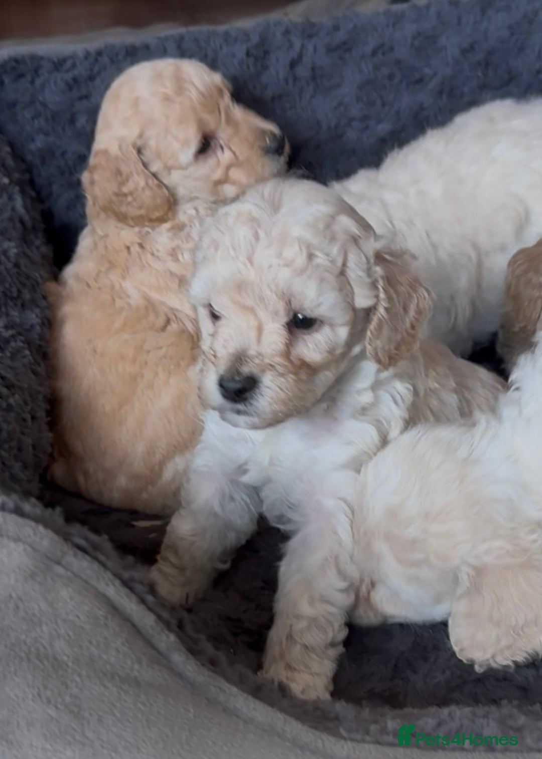 Poochon dogs for sale: Seriously gorgeous farm reared tiny puppies  - Image 18