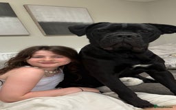 Cane Corso dogs for sale: 1 & only uk bloodline - Image 17