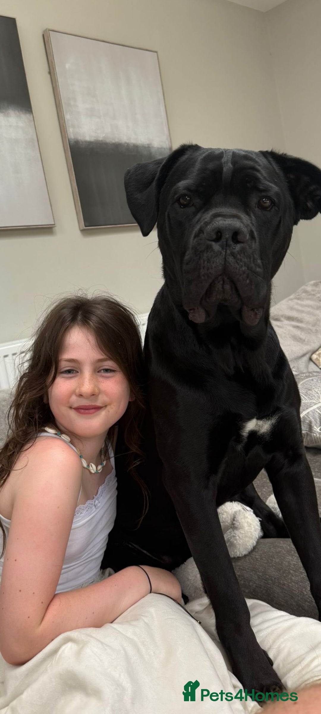 Cane Corso dogs for sale: 1 & only uk bloodline - Image 17