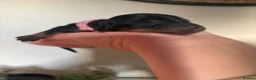 Miniature Dachshund dogs for sale: Miniature longhaired dachshunds PRA clear - Advert 6