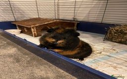 Guinea Pig rodents for sale: Male guinea pig - Image 7