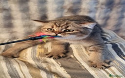 British Shorthair cats for sale: GOLDEN & COLOURPOINT BSH KITTENS, READY TO GO! - Image 27