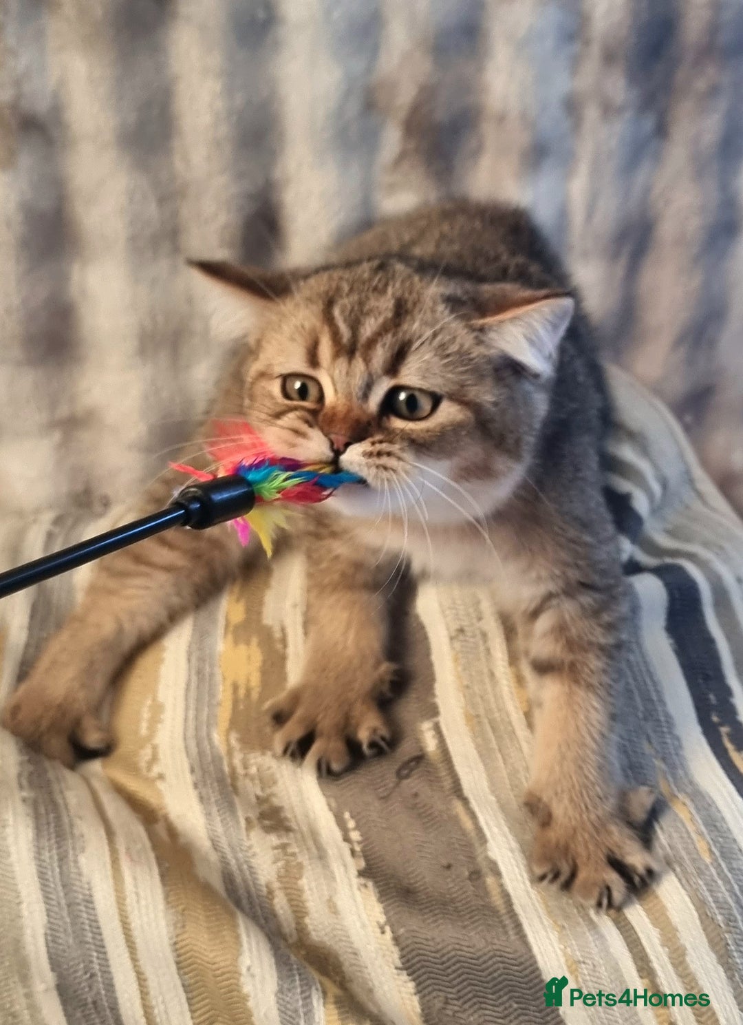 British Shorthair cats for sale: GOLDEN & COLOURPOINT BSH KITTENS, READY TO GO! - Image 27