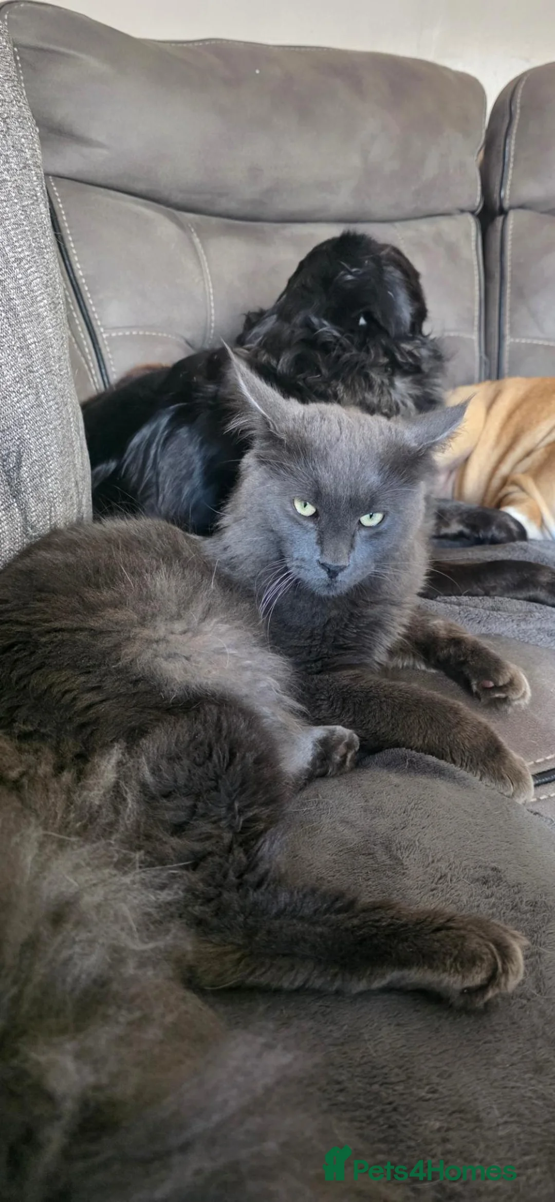 Gallery Image {{count}}