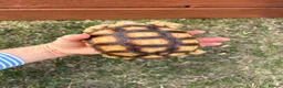 Tortoise reptiles for sale: 2 Sulcata Tortoises for sale  - Advert 5