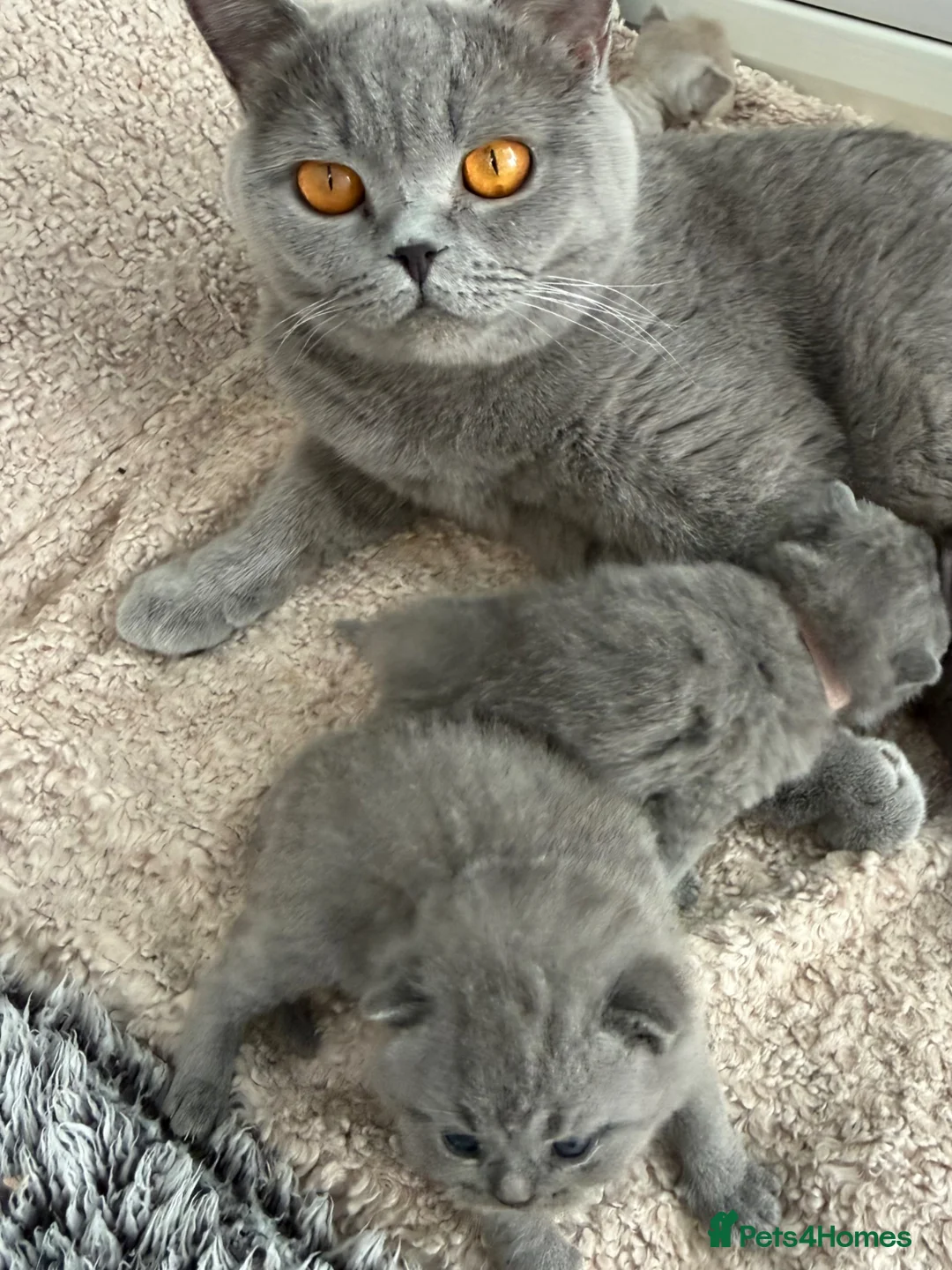 British Shorthair cats for sale: Chunky Show Quality BSH kittens  - Advert 2