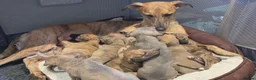 Lurcher dogs for sale: Lovely Lurcher Puppies - Advert 1