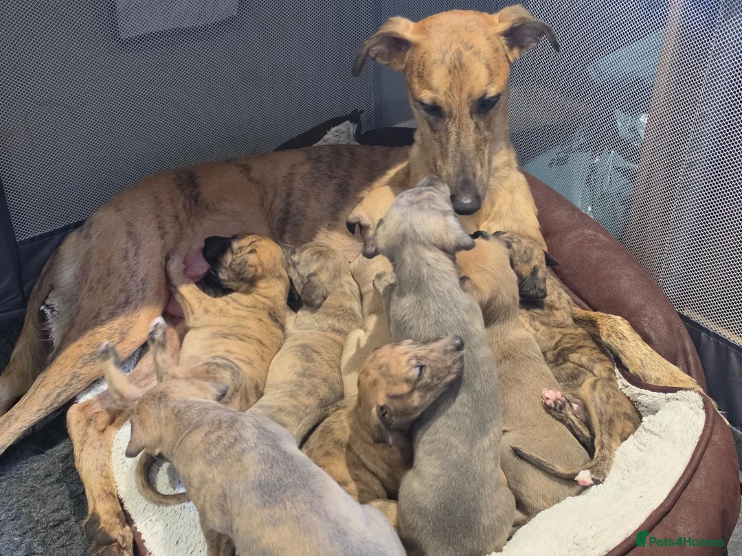 Lurcher dogs for sale: Lovely Lurcher Puppies - Advert 1