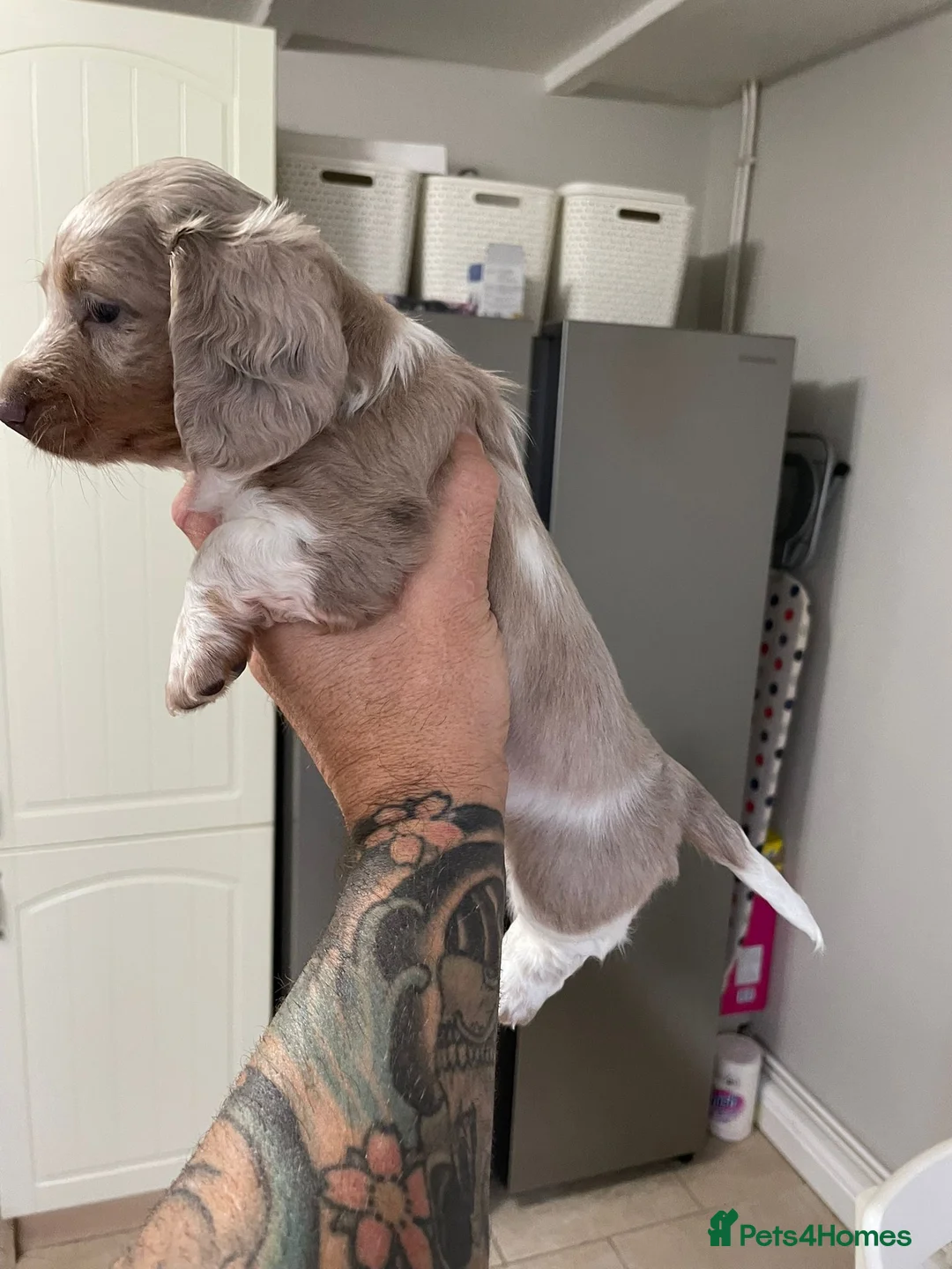 Miniature Dachshund dogs for sale: Isabella and tan piebald long hair   - Advert 4
