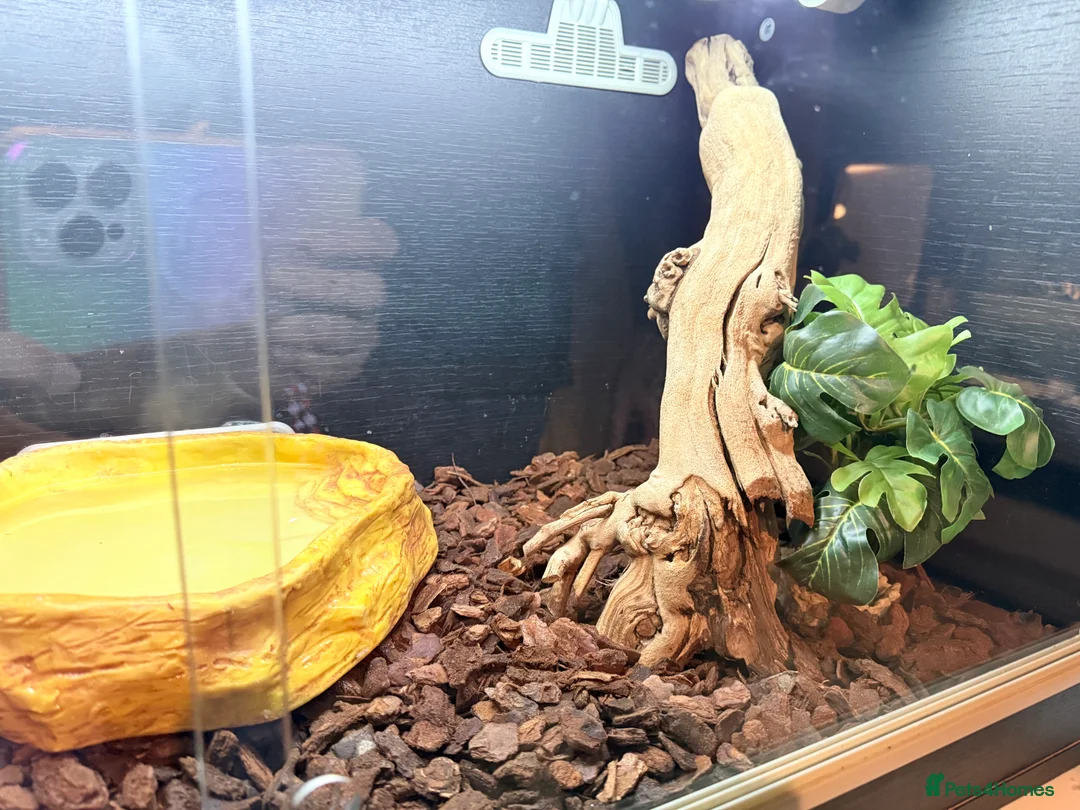 Python Snake reptiles for sale: Two stunning Ball Pythons  - Advert 5