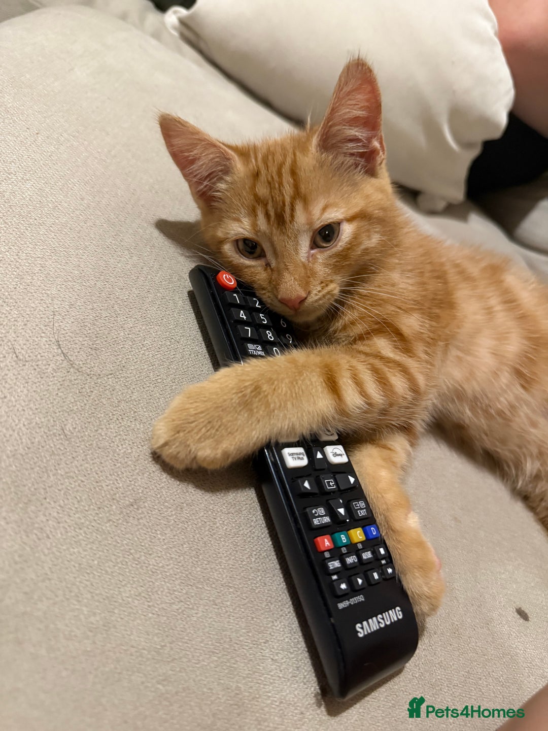Domestic Shorthair cats for sale: 15 week old Kitten - Image 10