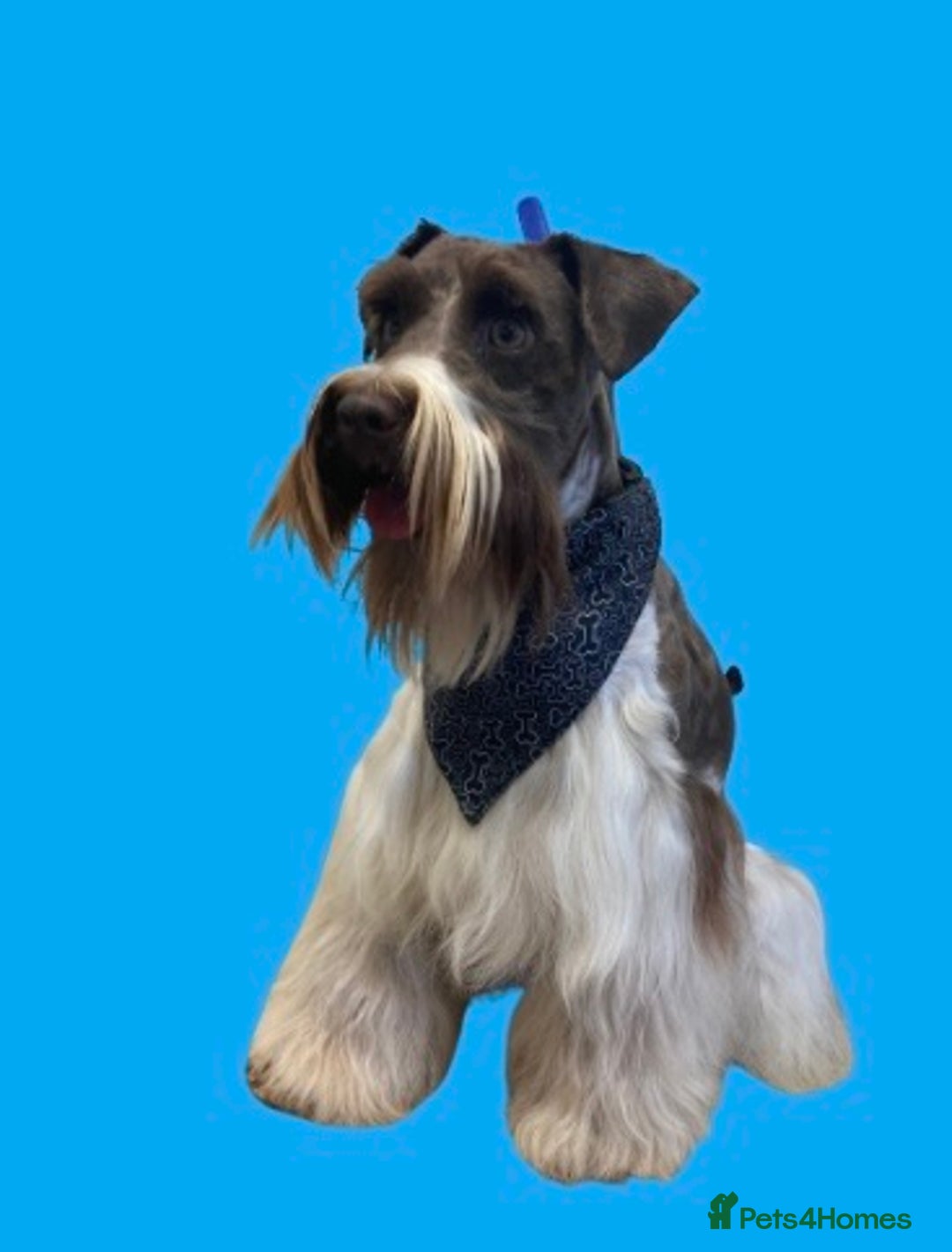 Miniature Schnauzer dogs for stud: CHOCOLATE / WHITE MINIATURE SCHNAUZER AT STUD in Coventry - Image 6