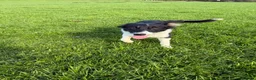 Border Collie dogs for sale: 🐾 Beautiful Border Collie Pup (Bet)  🐾 - Advert 5