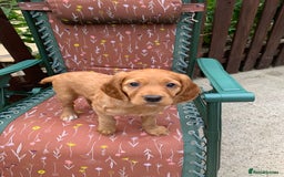 Cocker Spaniel dogs for sale: Gorgeous WCS pups - Image 16