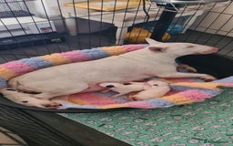 Bull Terrier dogs for sale: Vlad  - Image 4