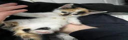 Mixed Breed cats for sale: 🐈 Adorable Calico Kittens - 2 to a Loving Home - Advert 3