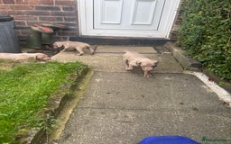 Weimaraner dogs for sale: Kc reg Weimaraner - Image 8