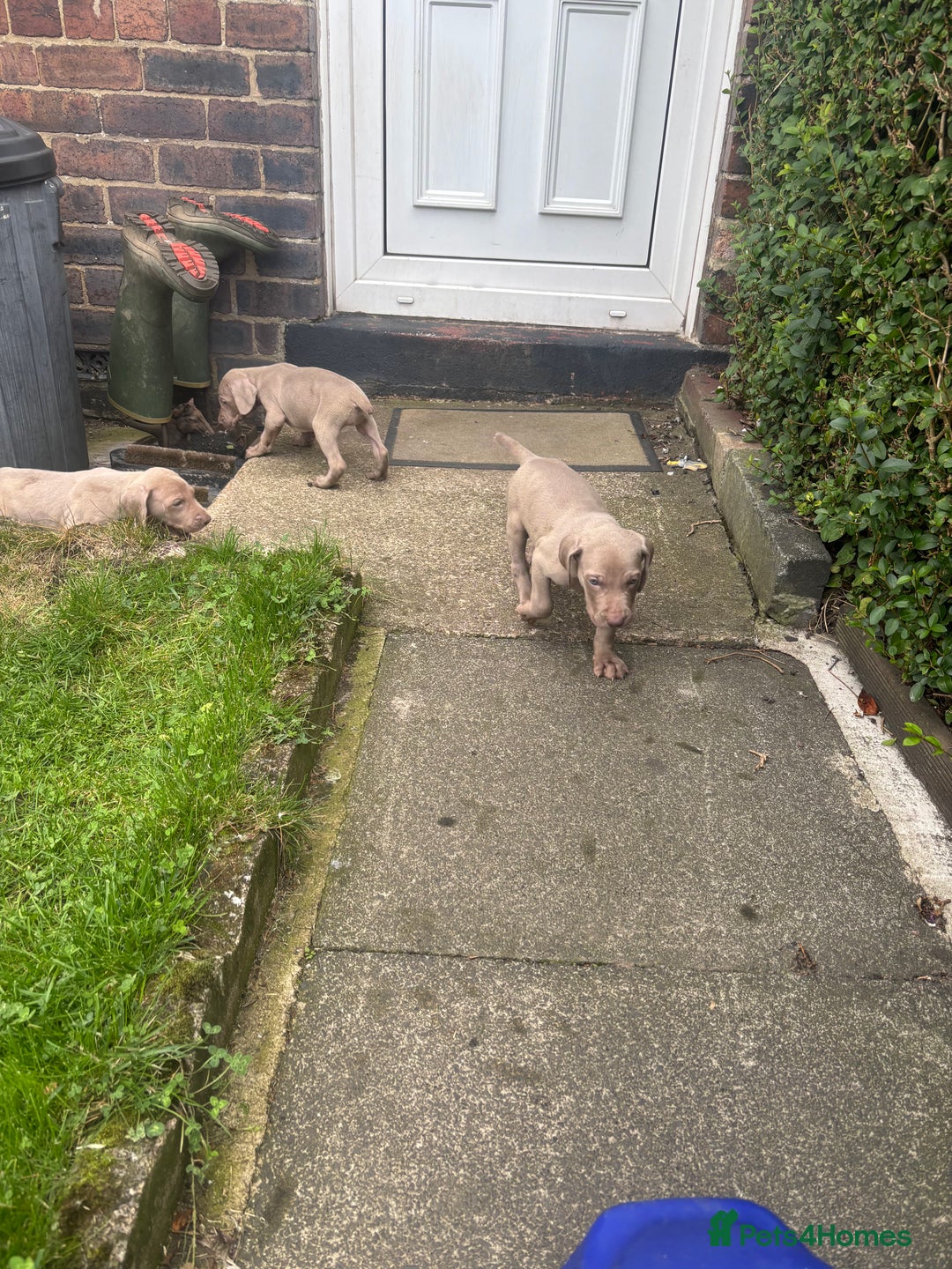Weimaraner dogs for sale: Kc reg Weimaraner - Image 8