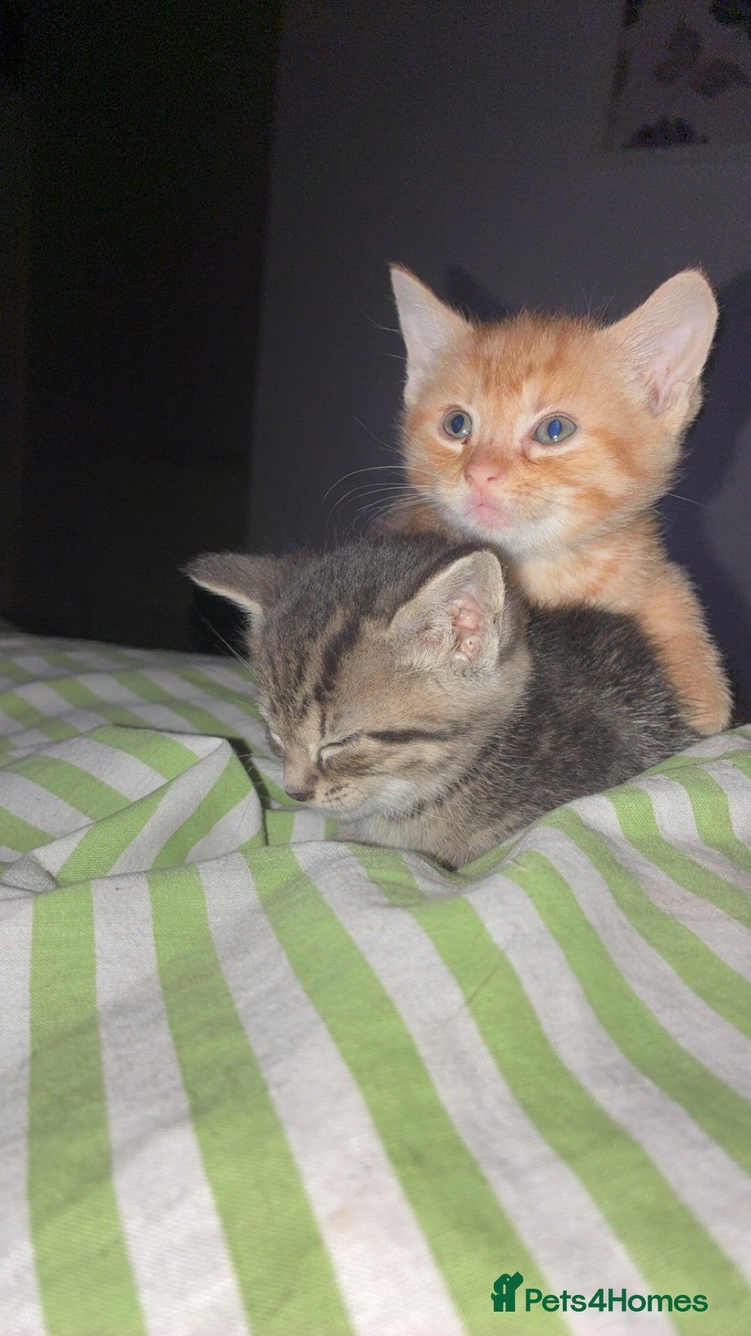 Mixed Breed cats for sale: Only gingers left!  - Image 2
