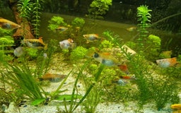 Platies fish for sale: Mixed Platies for sale - Image 1
