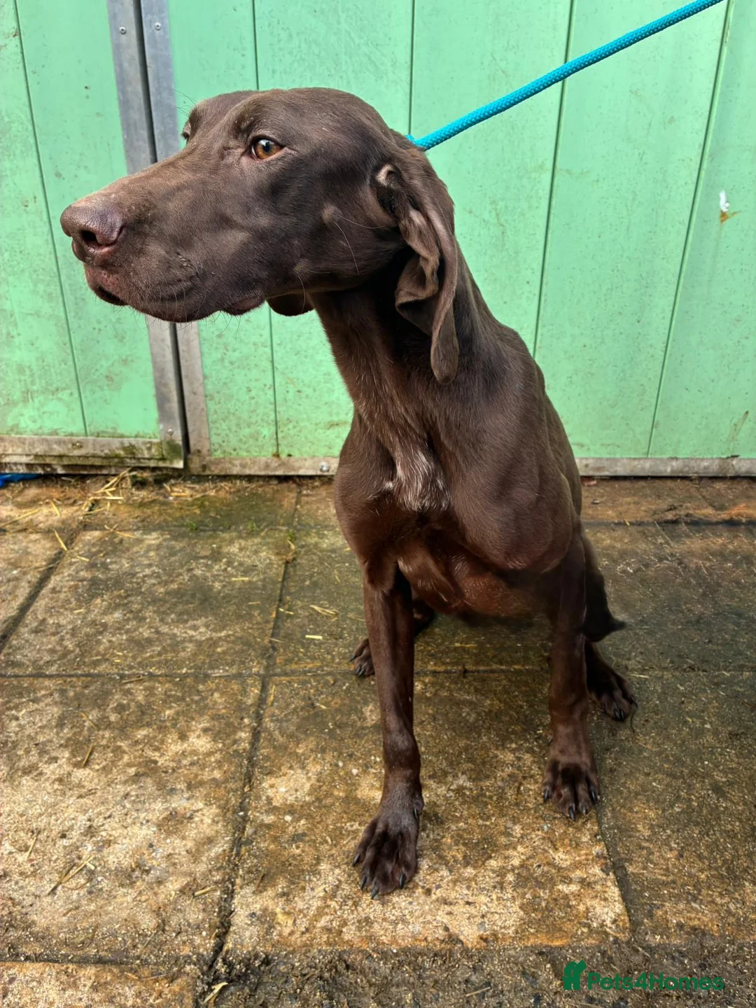 German Shorthaired Pointer dogs for sale: German shorthaired pointer puppies in Beith - Advert 5
