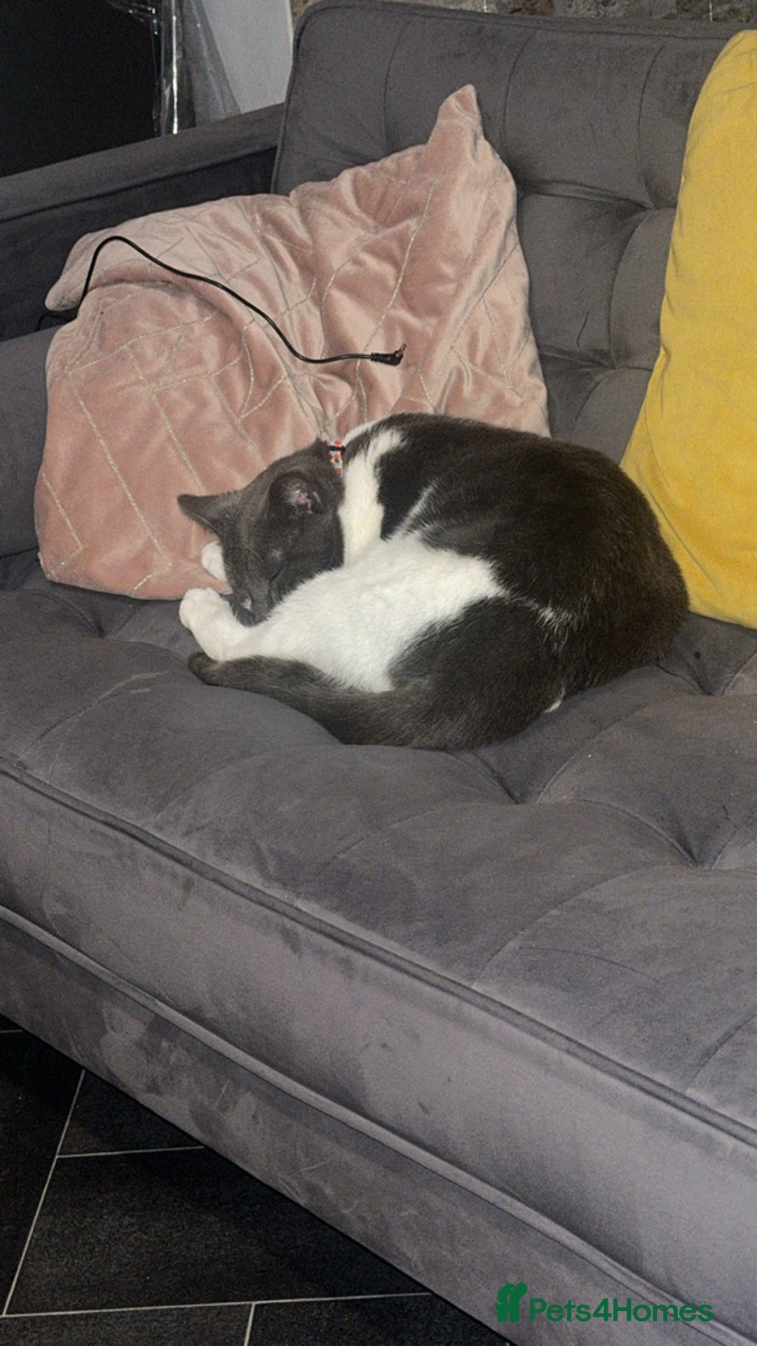 Mixed Breed cats for sale: Kitten for sale  - Advert 4