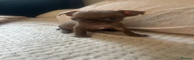 Chihuahua 3