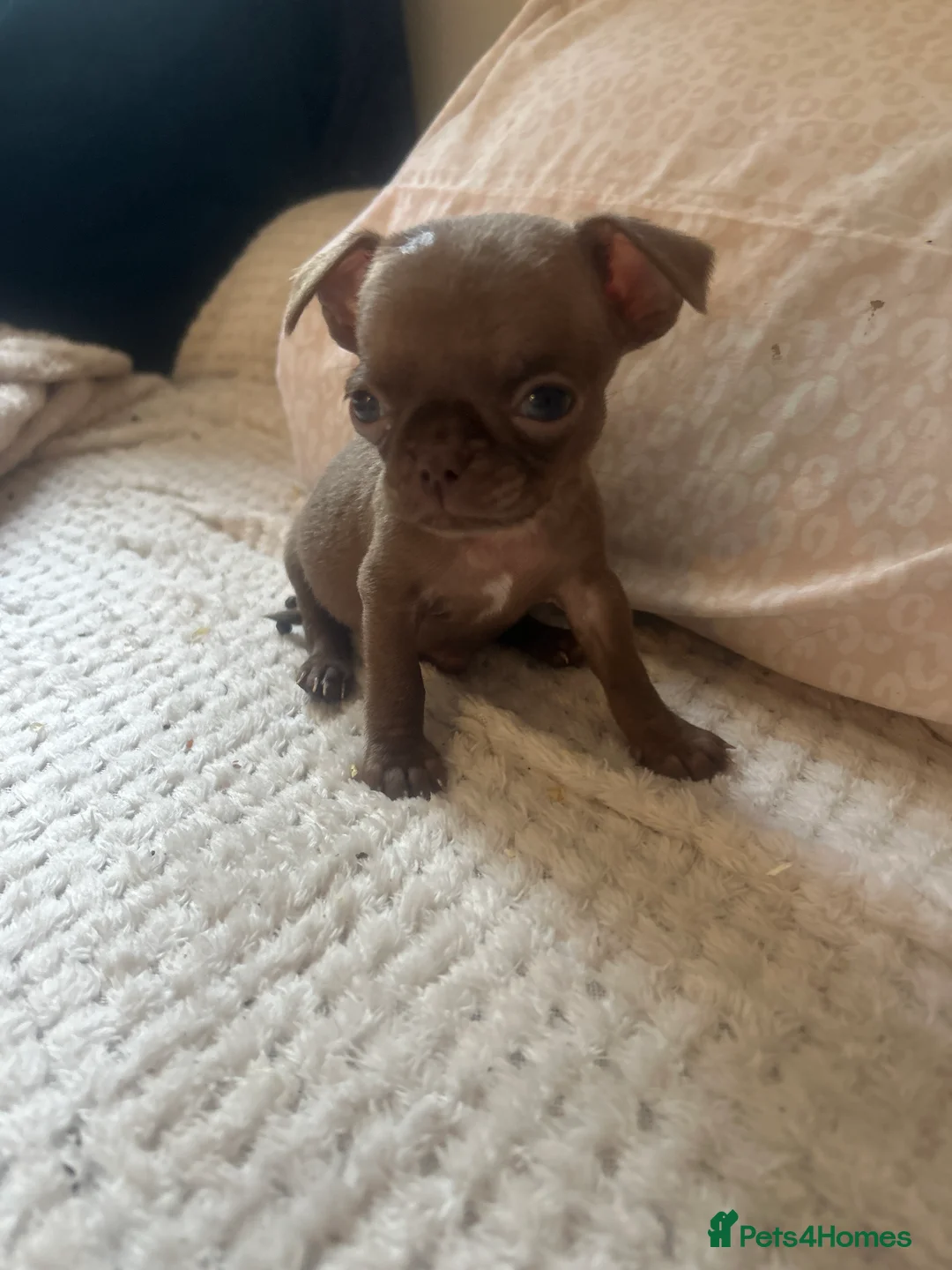 Chihuahua dogs for sale:  Cute Chocolate Chihuahuas  - Advert 2