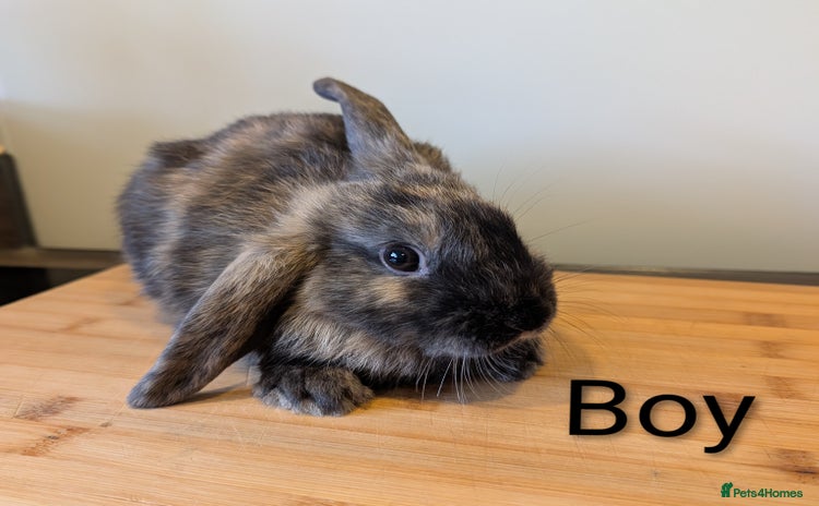 Mini Lop rabbits - Advert 1