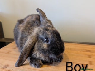 Mini Lop rabbits - Advert 17