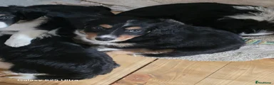 Mixed Breed Puppy 2