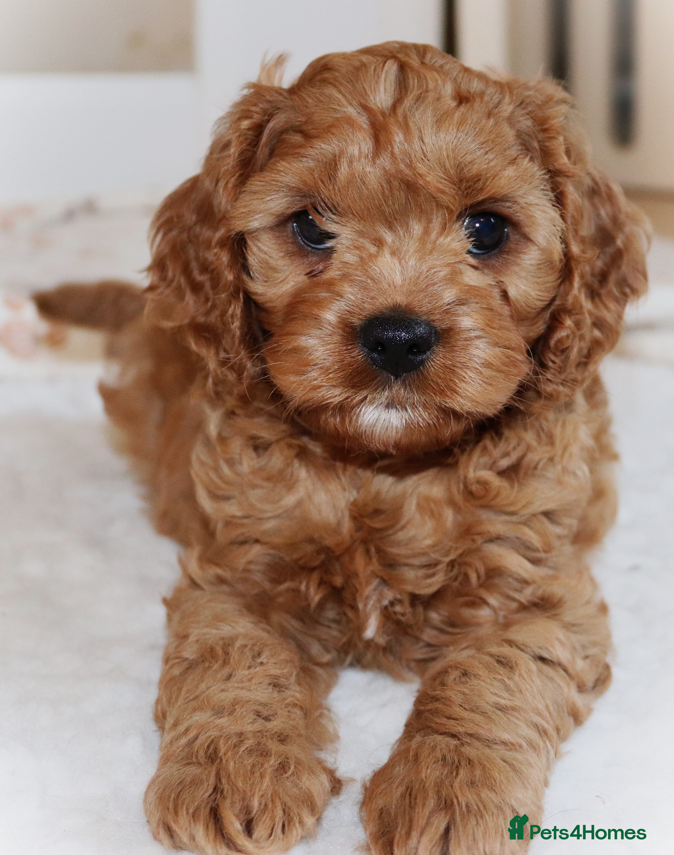 Cavapoo dogs Welcome to Cotswold Cavapoos - Advert 2