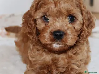 Cavapoo dogs Welcome to Cotswold Cavapoos - Advert 2
