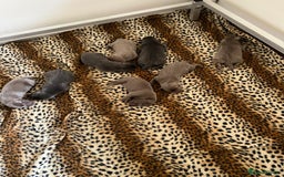 Labrador Retriever dogs for sale: Kc Silver & Charcoal Lab Puppies - Image 2