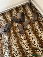 Labrador Retriever dogs - Advert 2