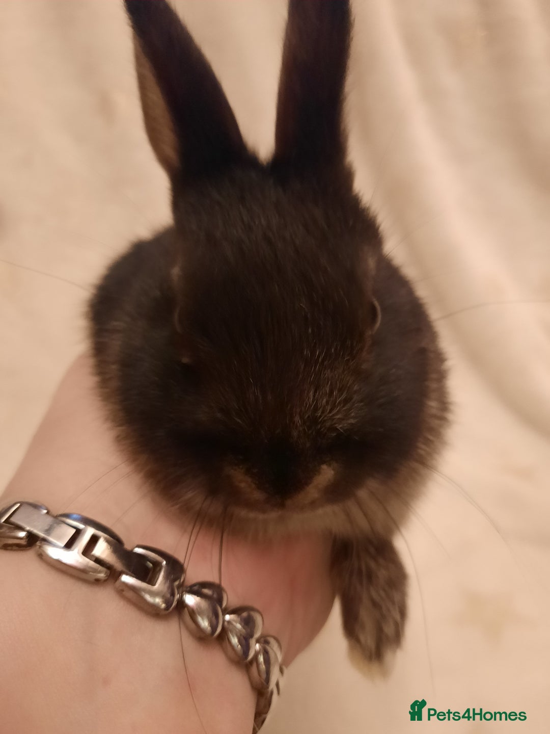 Netherland Dwarf rabbits for sale: Six Litters Of Netherland Dwarf Babies - Advert 13