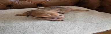 English Bulldog 3