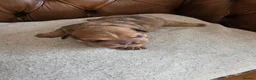 English Bulldog dogs for sale: Indie - Advert 5