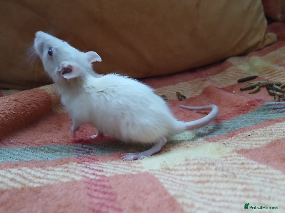 Rat rodents for sale: Female rats all living independently ready to go - Image 10