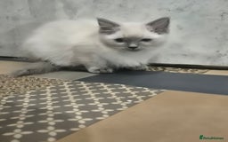 Ragdoll cats for sale: 4 ragdolls ready to leave now  - Image 27