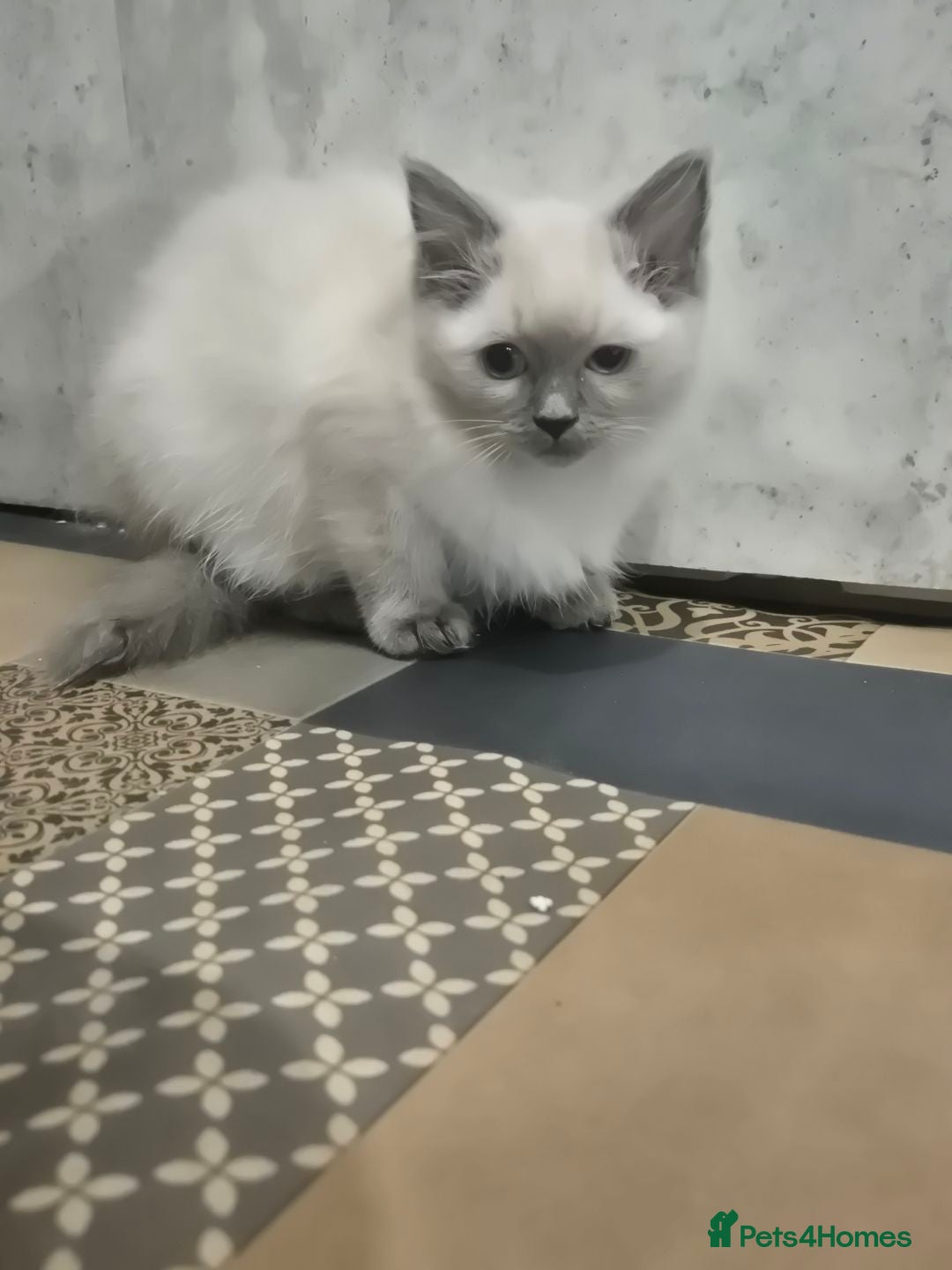 Ragdoll cats for sale: 4 ragdolls ready to leave now  - Image 27